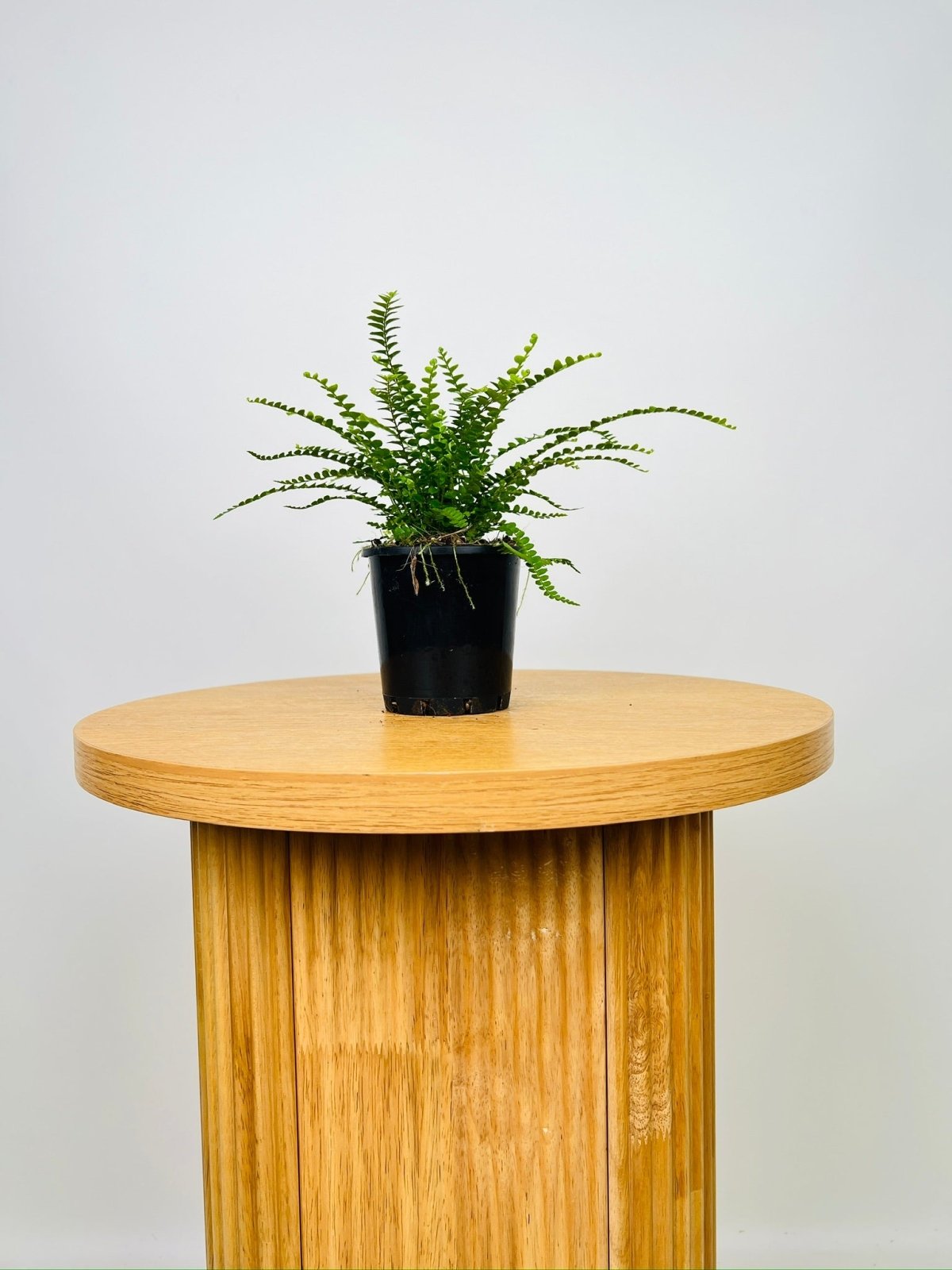 Nephrolepis Cordifolia - Duffi | Uprooted