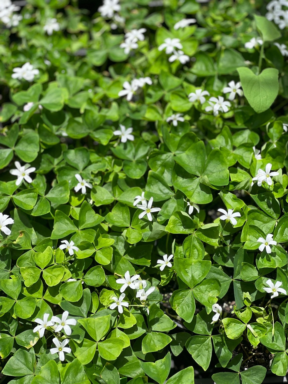 16+ Green Oxalis Oxalis Green | Uprooted | Buy Plants Online Australia