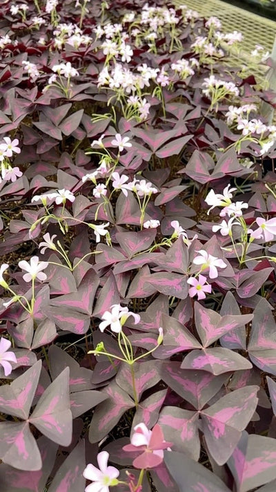 Oxalis Triangularis Sunny | Uprooted