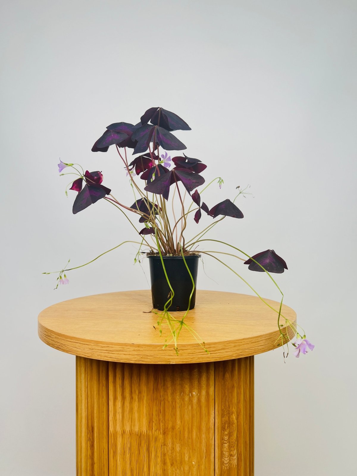 Oxalis Triangularis Sunny | Uprooted