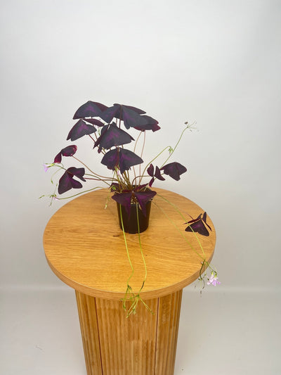 Oxalis Triangularis Sunny | Uprooted