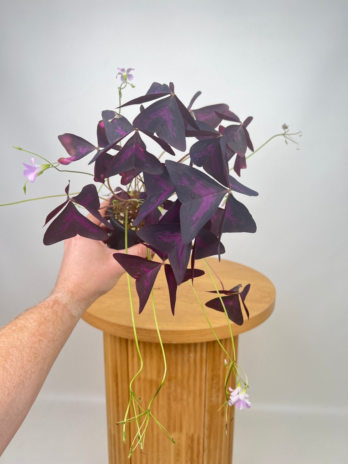 Oxalis Triangularis Sunny | Uprooted