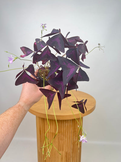 Oxalis Triangularis Sunny | Uprooted