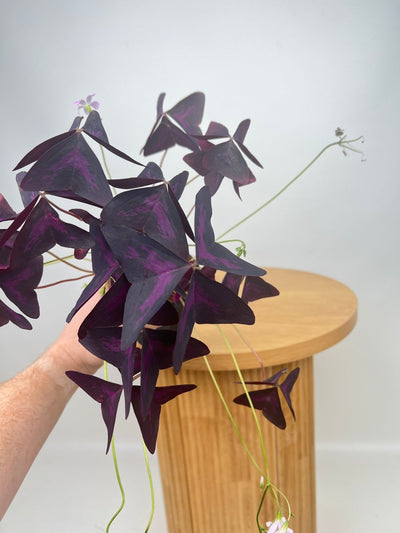 Oxalis Triangularis Sunny | Uprooted