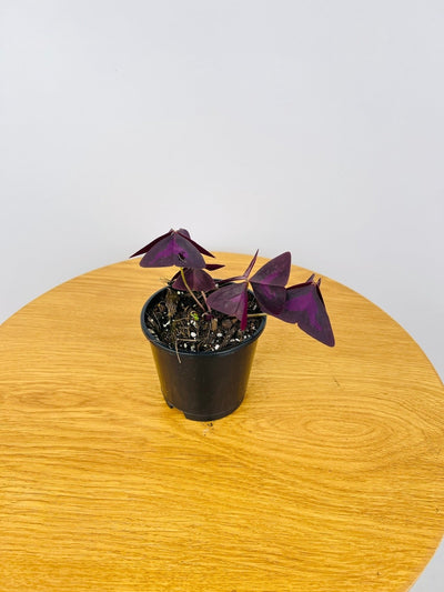 Oxalis Triangularis | Uprooted