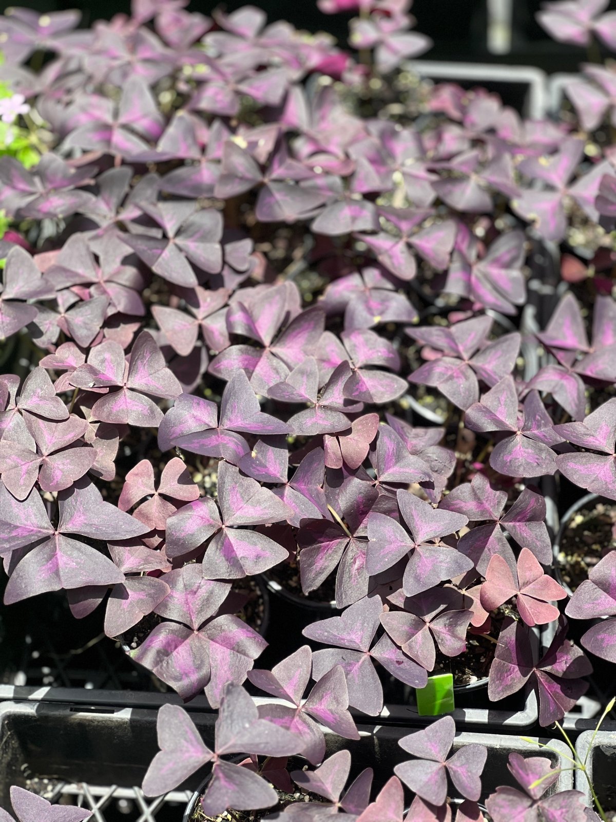 Oxalis Triangularis | Uprooted