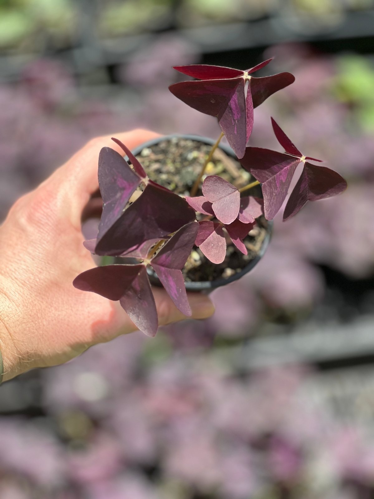 Oxalis Triangularis | Uprooted