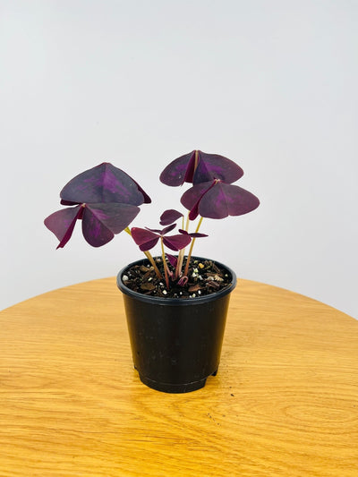Oxalis Triangularis | Uprooted
