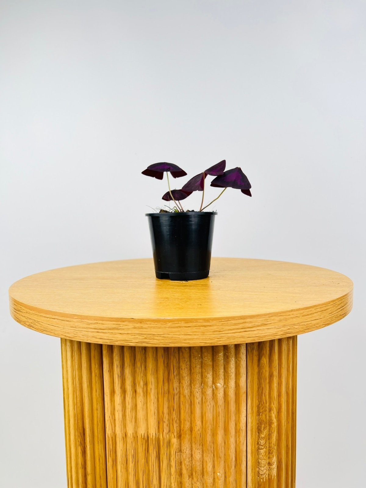 Oxalis Triangularis | Uprooted