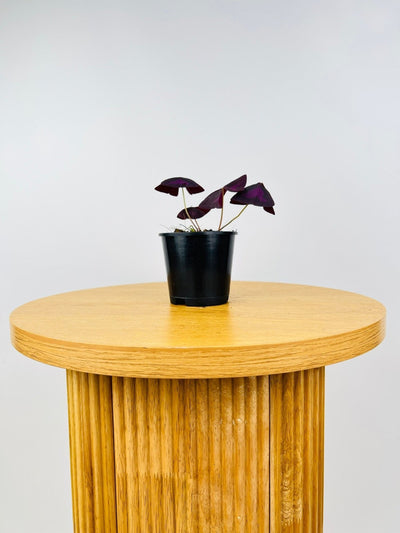 Oxalis Triangularis | Uprooted
