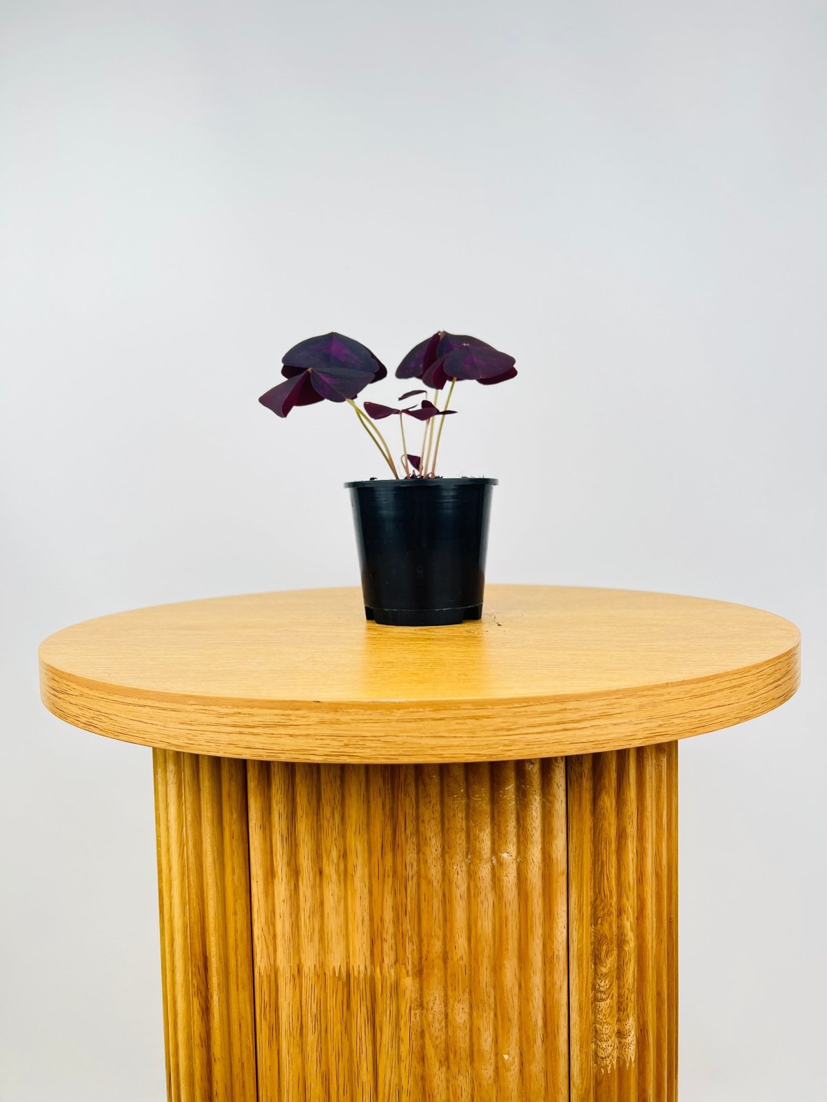 Oxalis Triangularis | Uprooted
