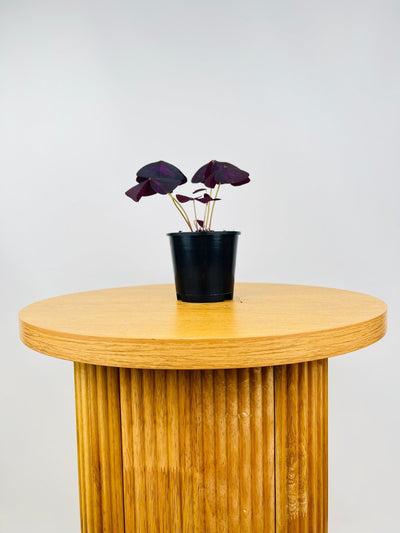 Oxalis Triangularis | Uprooted
