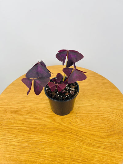 Oxalis Triangularis | Uprooted