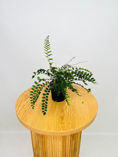 Pellaea Rotundifolia - Button Fern | Uprooted