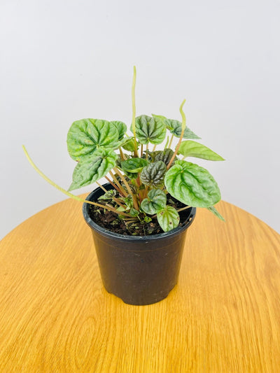 Peperomia Caperata - Silver Ripple | Uprooted