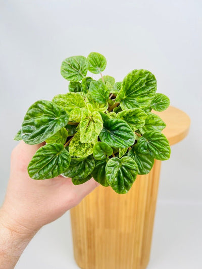 Peperomia Caperata - Speckled Ripple | Uprooted