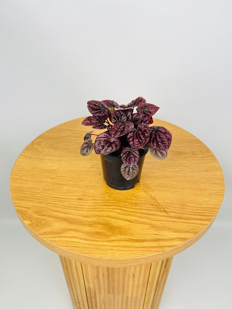 Peperomia Capreata - Burgundy Ripple | Uprooted