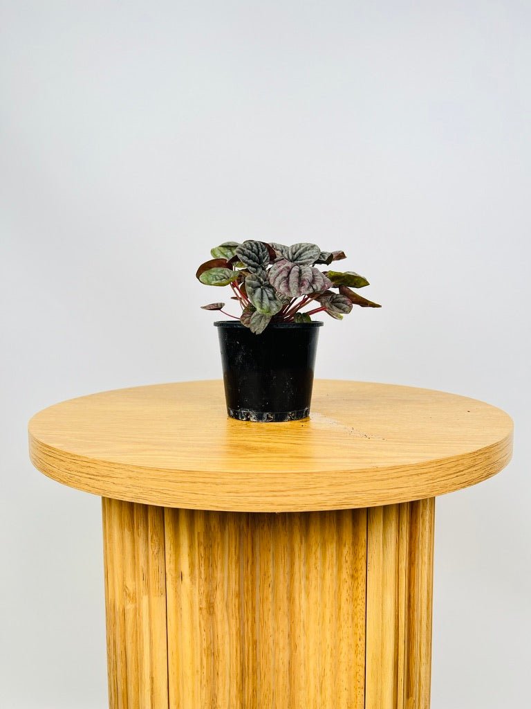 Peperomia Capreata - Burgundy Ripple | Uprooted