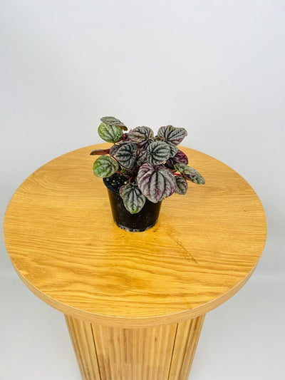 Peperomia Capreata - Burgundy Ripple | Uprooted