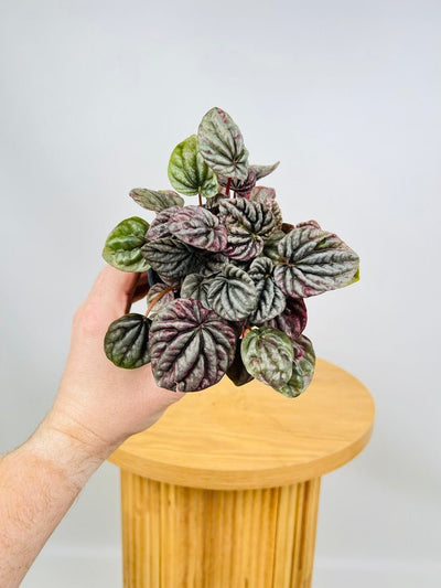 Peperomia Capreata - Burgundy Ripple | Uprooted