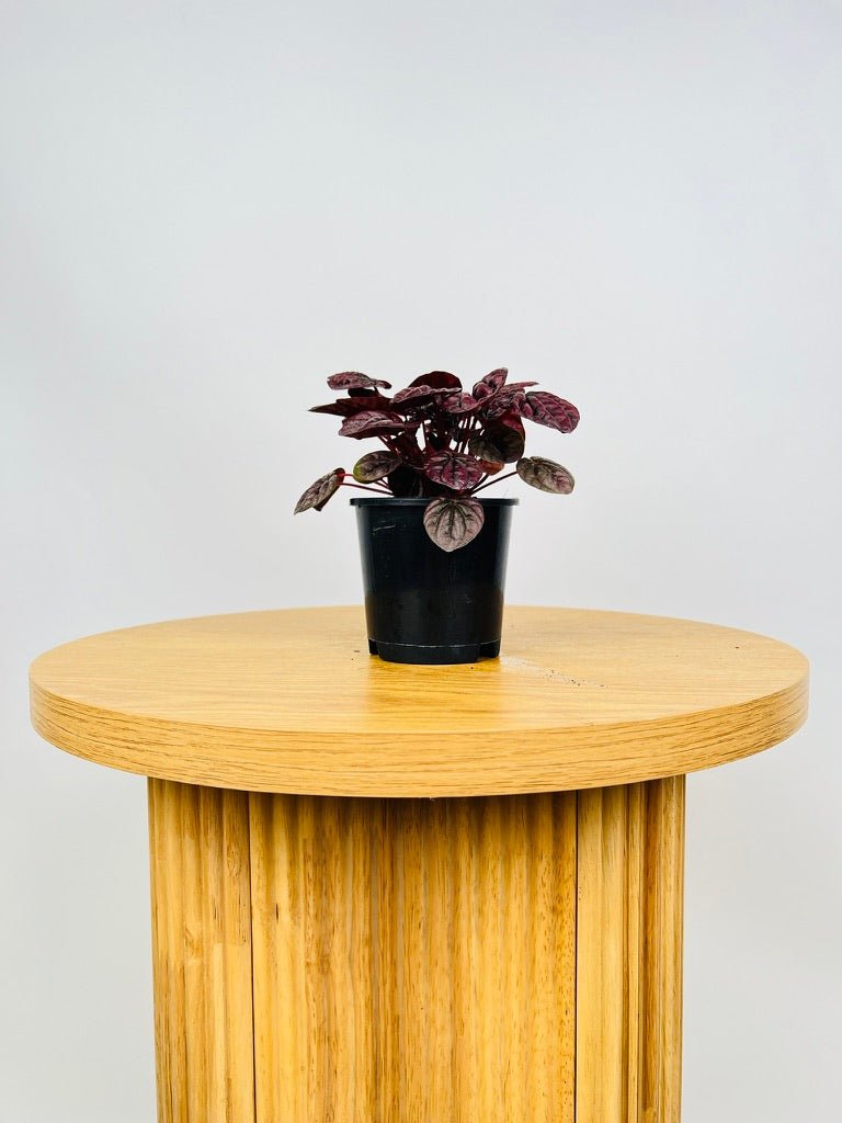 Peperomia Capreata - Burgundy Ripple | Uprooted
