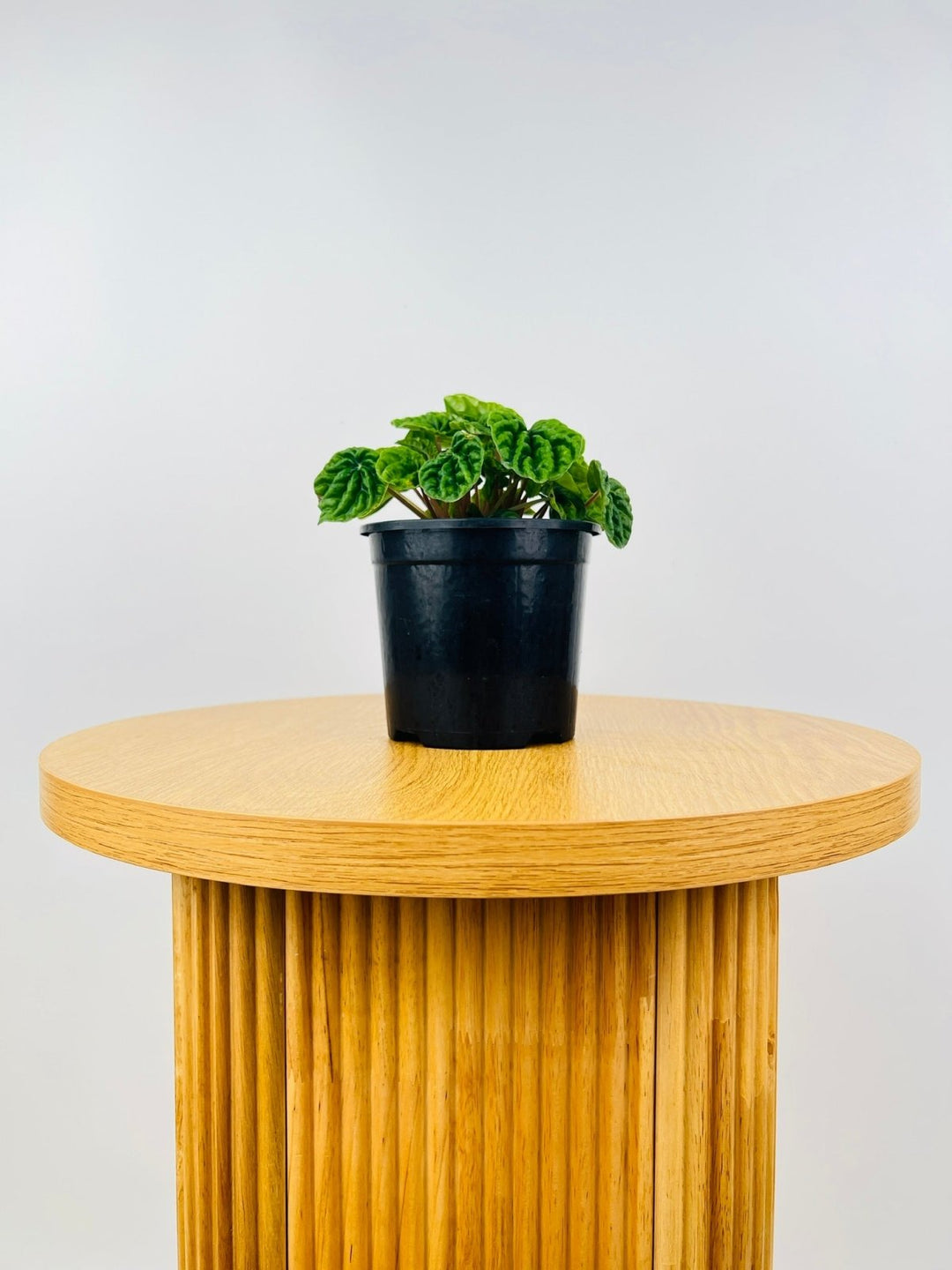 Peperomia Capreata - Emerald Ripple | Uprooted