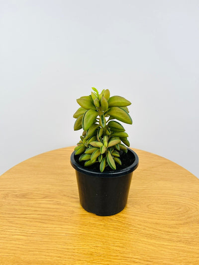 Peperomia Dolabriformis | Uprooted