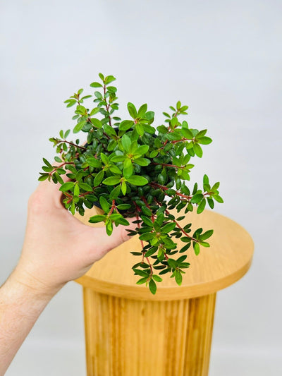 Peperomia Hunteriana | Uprooted