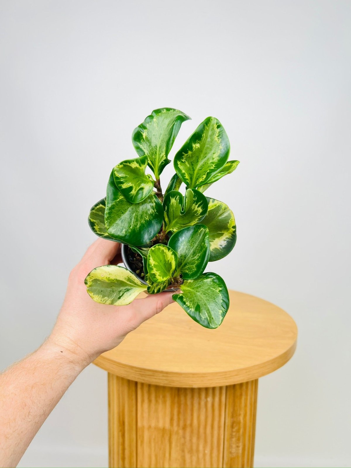 Peperomia Obtusifolia - Green & Gold | Uprooted