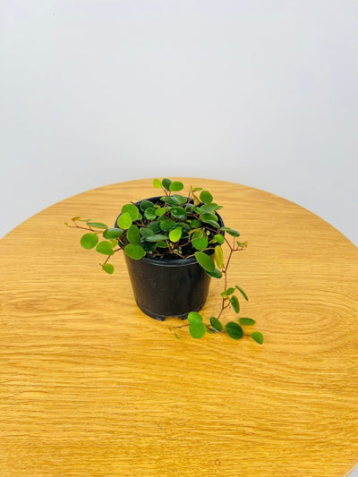 Peperomia Pepperspot | Uprooted
