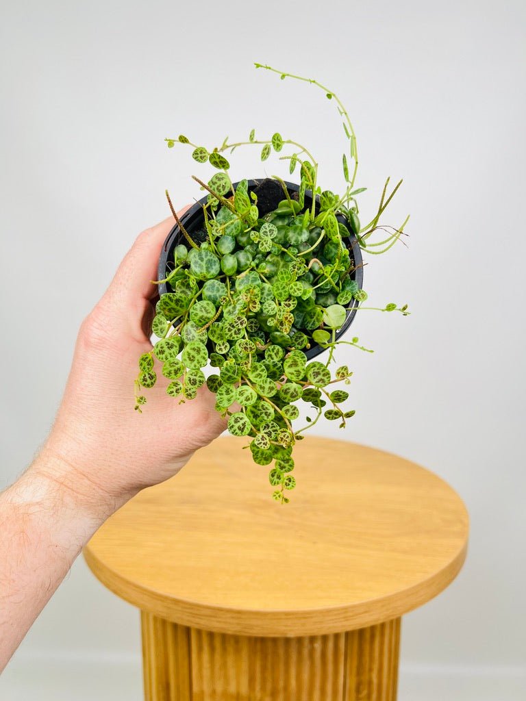 Peperomia Prostrata - String of Turtles | Uprooted