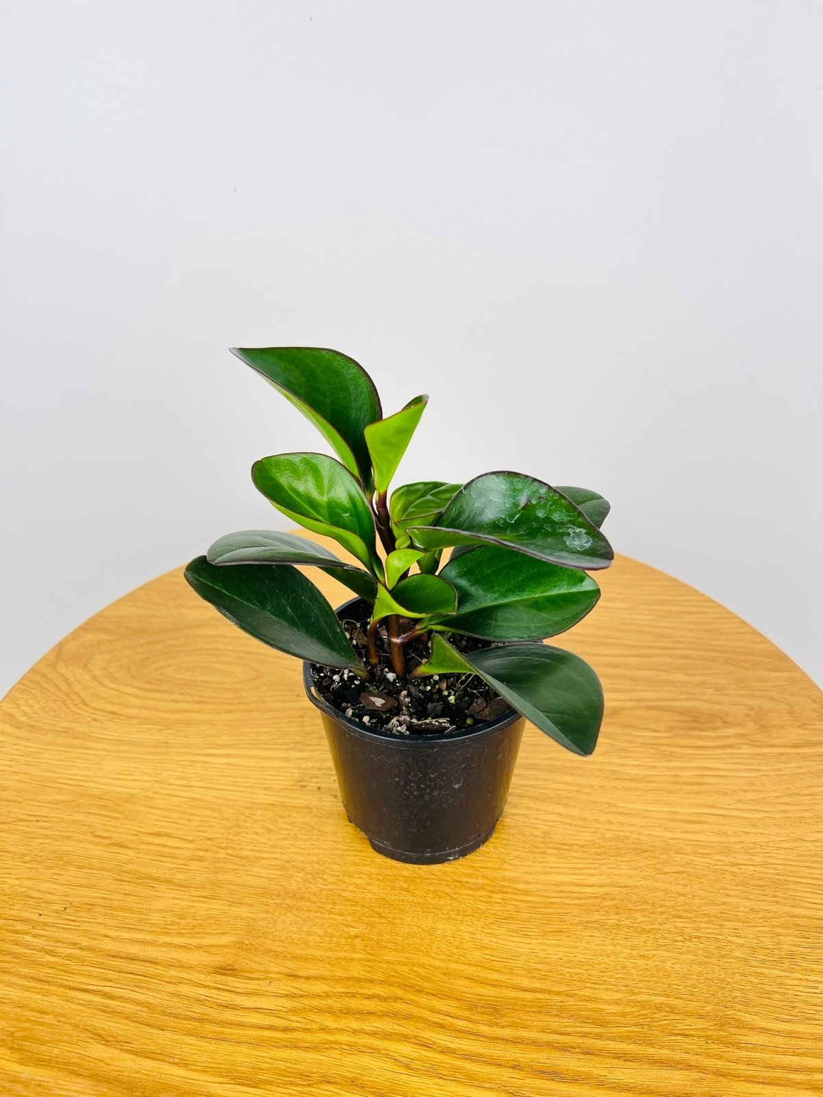 Peperomia Red Edge | Uprooted