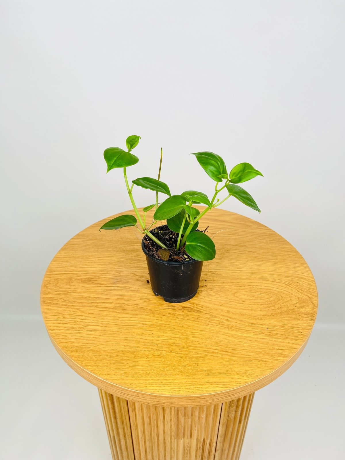 Peperomia Scandens | Uprooted