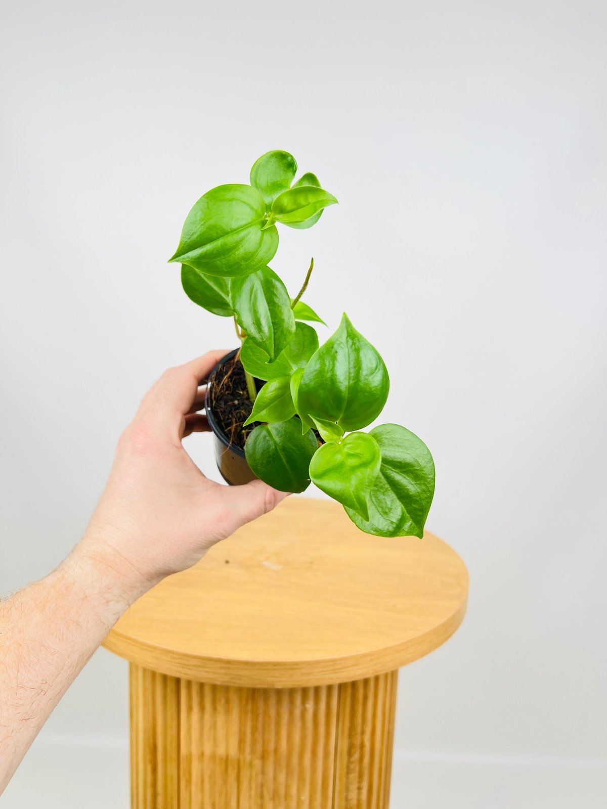 Peperomia Scandens | Uprooted