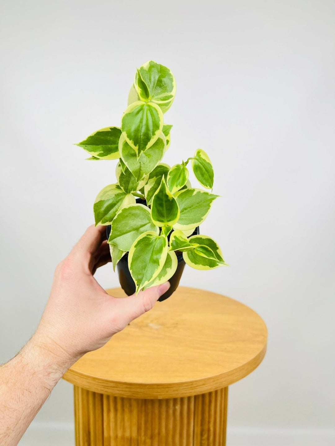 philodendron scandens variegata Peperomia Scandens Variegata | Uprooted