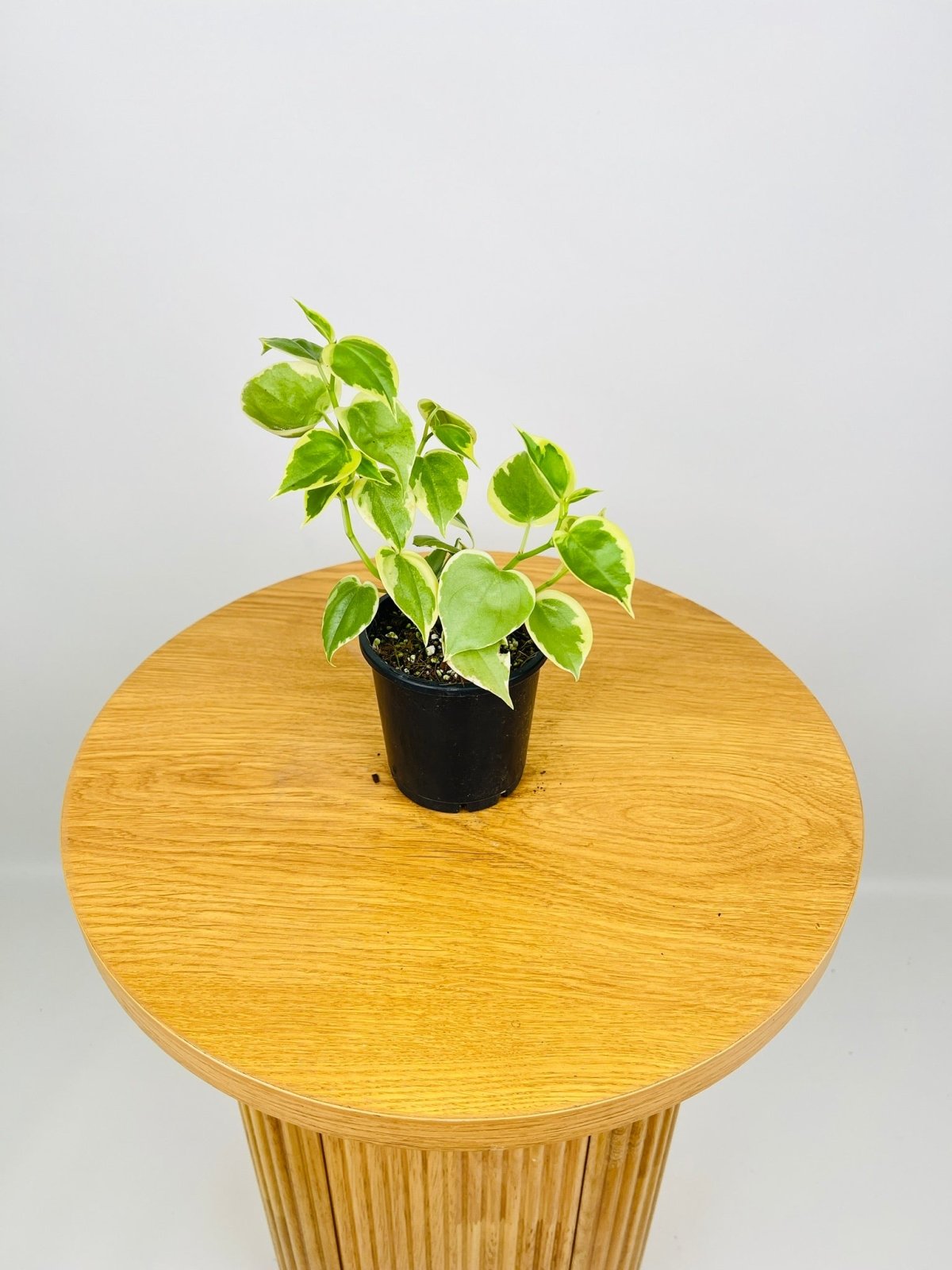 Peperomia Scandens Variegata | Uprooted