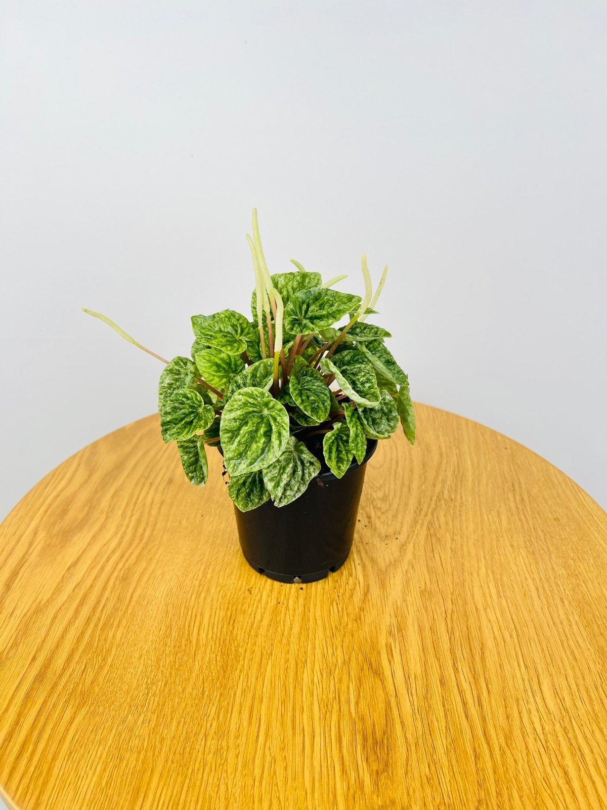 Peperomia Speckled Ripple | Uprooted