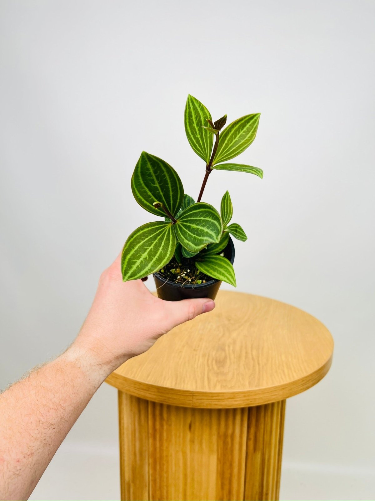 Peperomia Tetragona | Uprooted