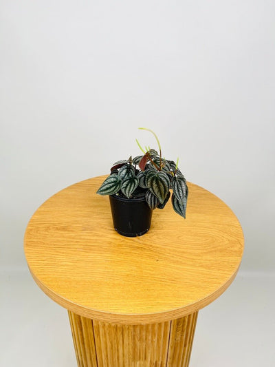 Peperomia Turboensis | Uprooted