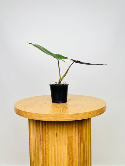 Philodendron Atabapoense | Uprooted
