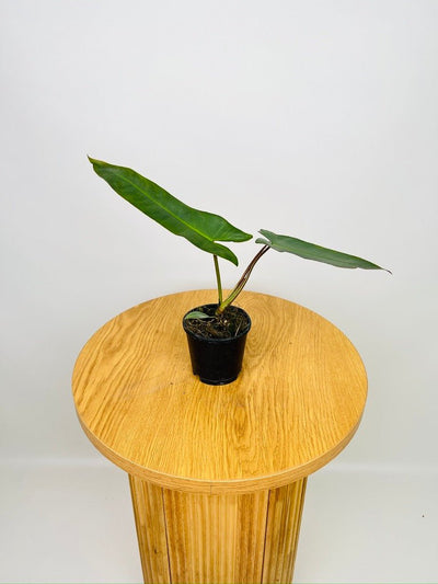 Philodendron Atabapoense | Uprooted