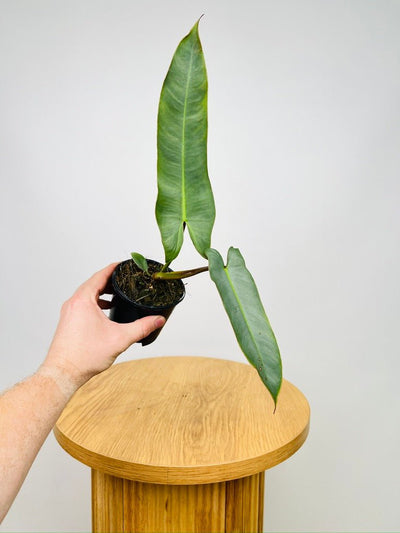 Philodendron Atabapoense | Uprooted