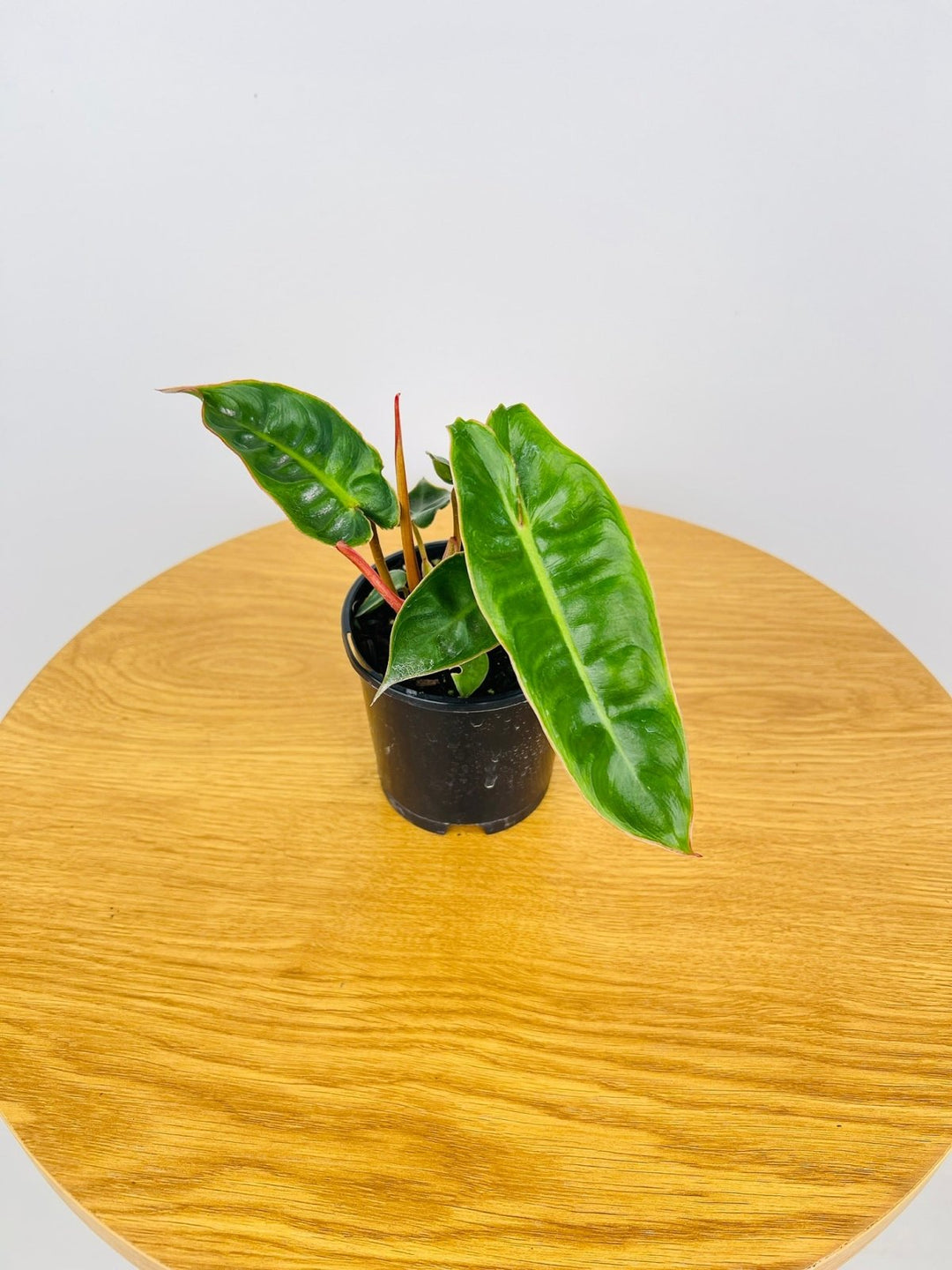 philodendron billietiae australia Philodendron Billietiae | Uprooted