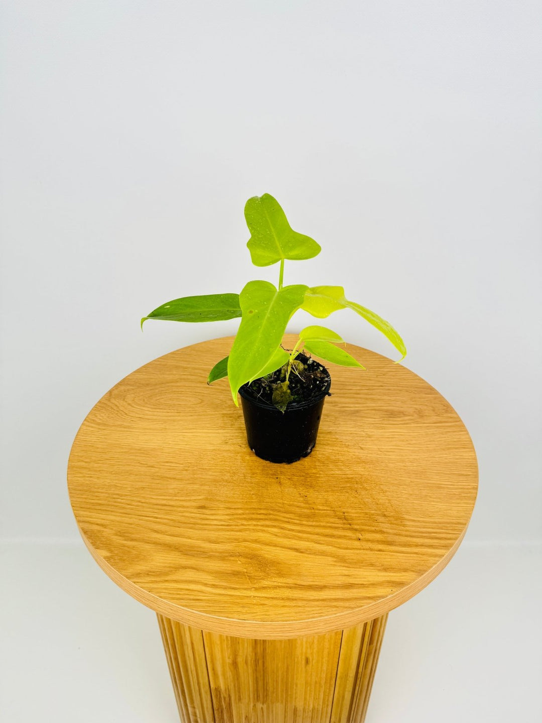 golden violin philodendron price Philodendron Bipennifolium Aurea - Golden Violin | Uprooted