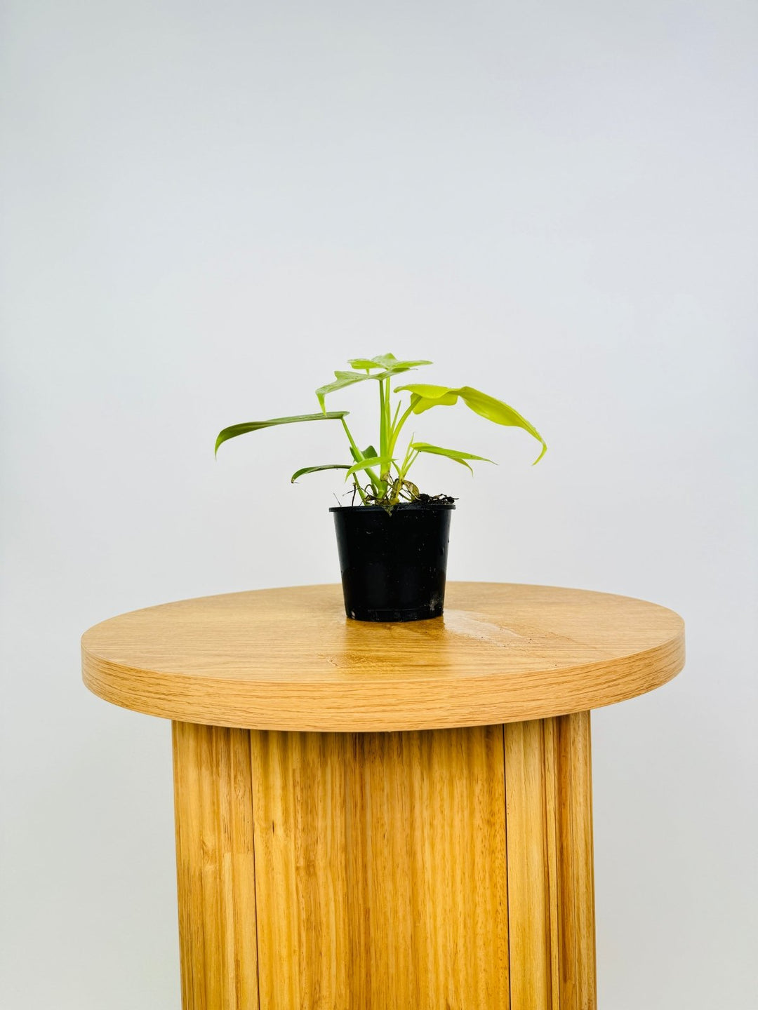 philodendron aurea gold Philodendron Bipennifolium Aurea - Golden Violin | Uprooted