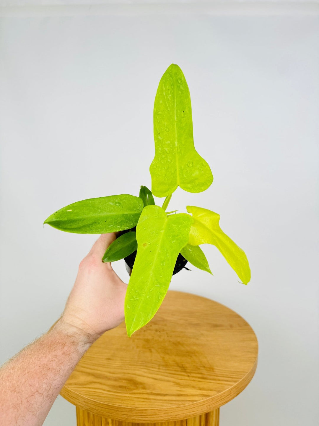 philodendron bipennifolium yellow spots Philodendron Bipennifolium Aurea - Golden Violin | Uprooted