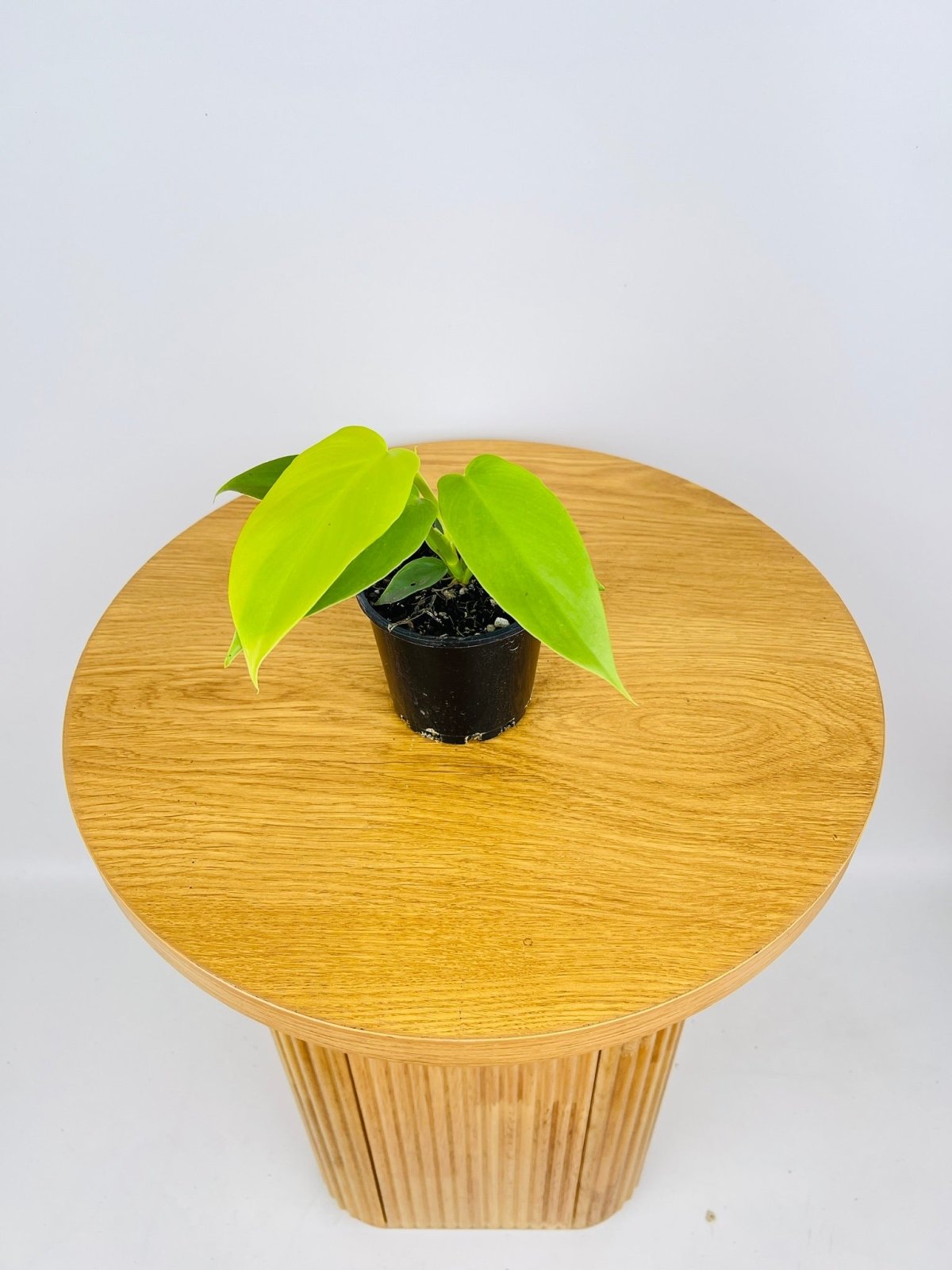 philodendron bipennifolium yellow violin Philodendron Bipennifolium Aurea - Golden Violin | Uprooted