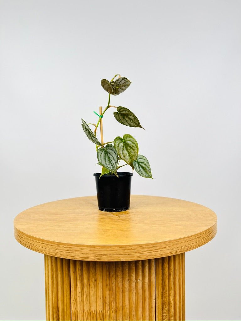 philodendron brandtianum australia Philodendron Brandtianum | Uprooted