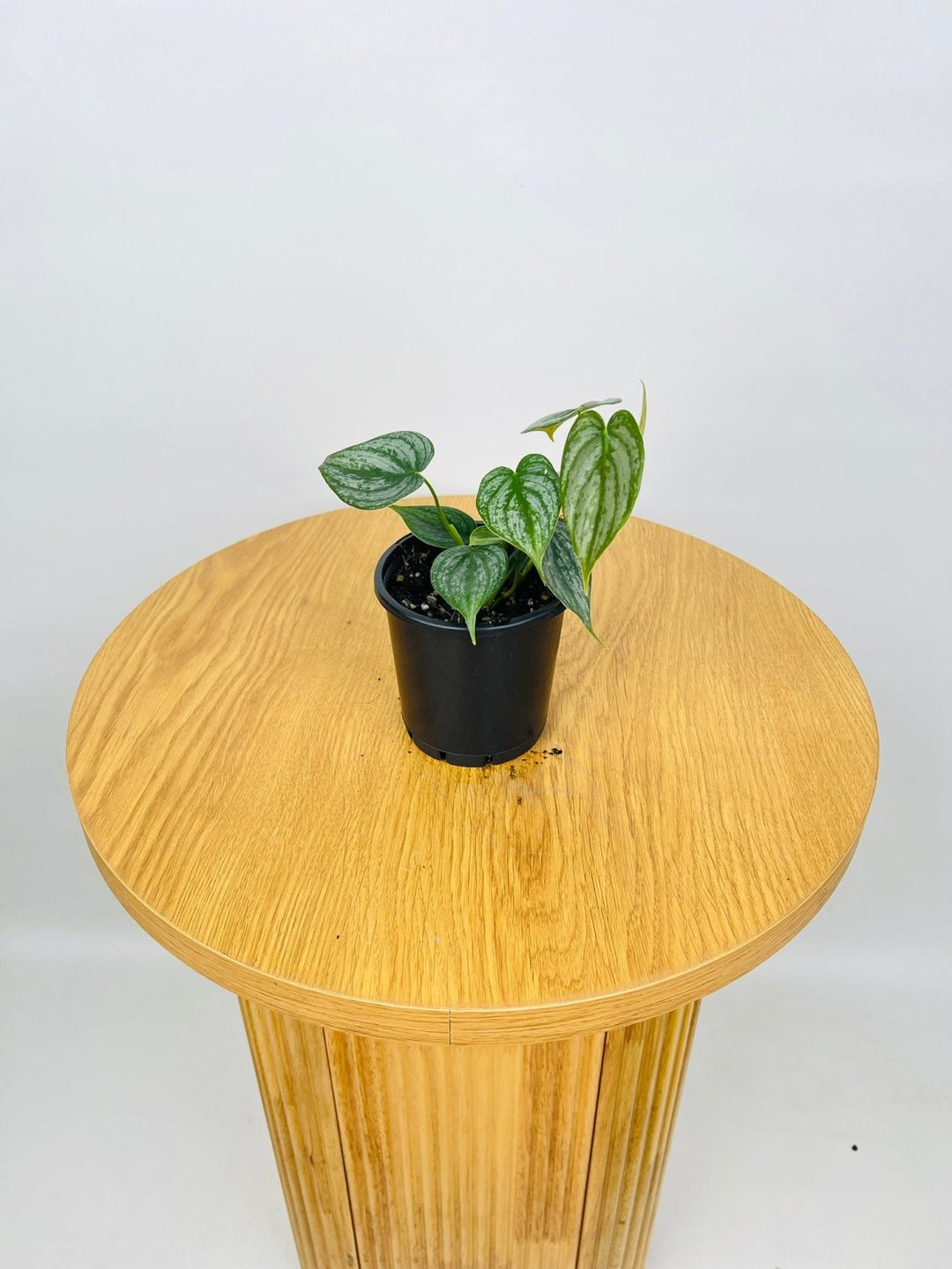 philodendron brandi australia Philodendron Brandtianum | Uprooted