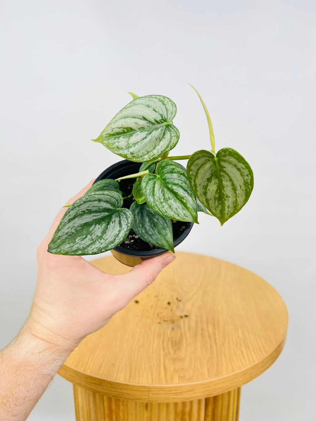 philodendron brandtianum australia Philodendron Brandtianum | Uprooted